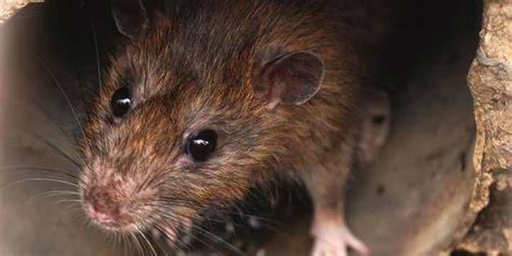 How do I get rid of rats permanently?