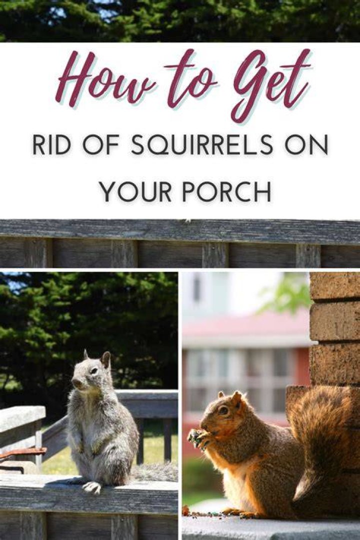 How do I get rid of squirrels?