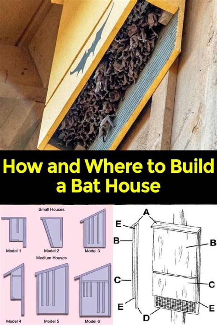 How do I know if bats are in my bat house?