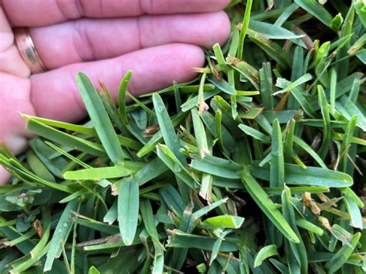 How do I know if I have Bermuda or St Augustine grass?