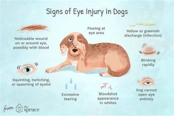 How do I know if my dog's injury is serious?