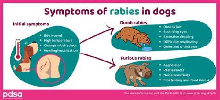 How do I know if my dog has rabies?