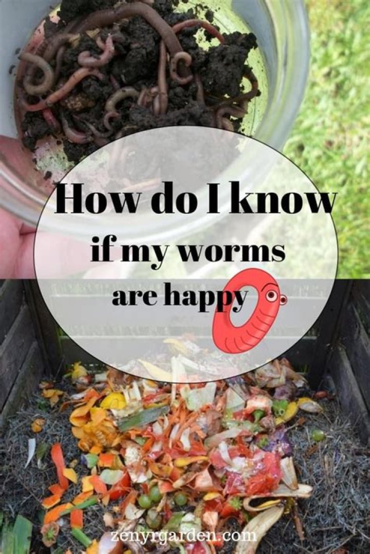 How do I know if my worms are happy?
