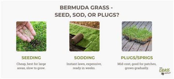 How do I make my Bermuda grass thicker and greener?