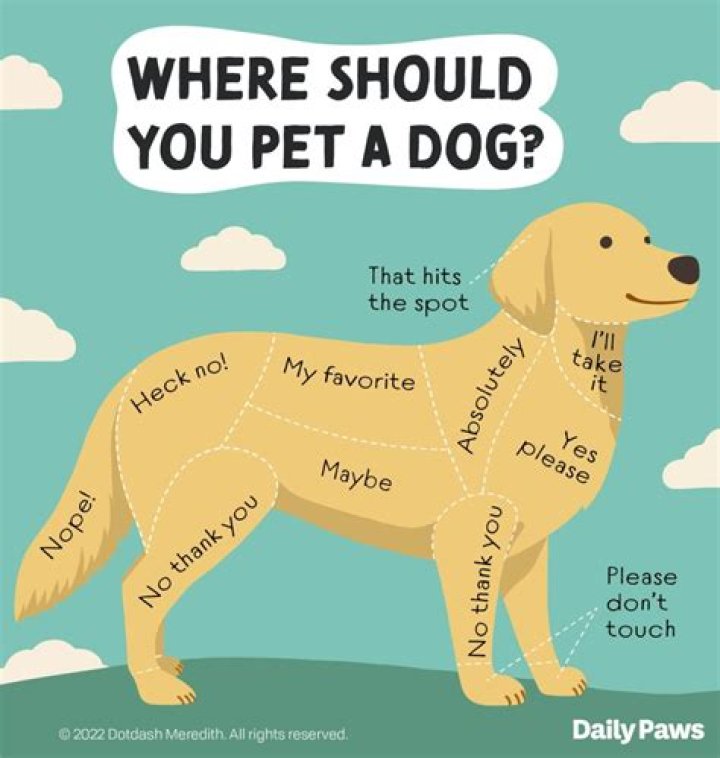 How do I make my dog more active?