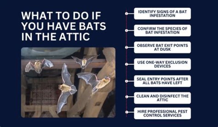 How do I rid my attic of bats?