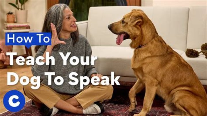 How do I teach my puppy to hold his pee?