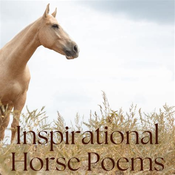 How do I tell my horse I love him?
