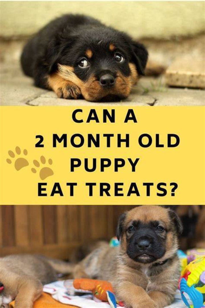 How do I train my 1 month old puppy?