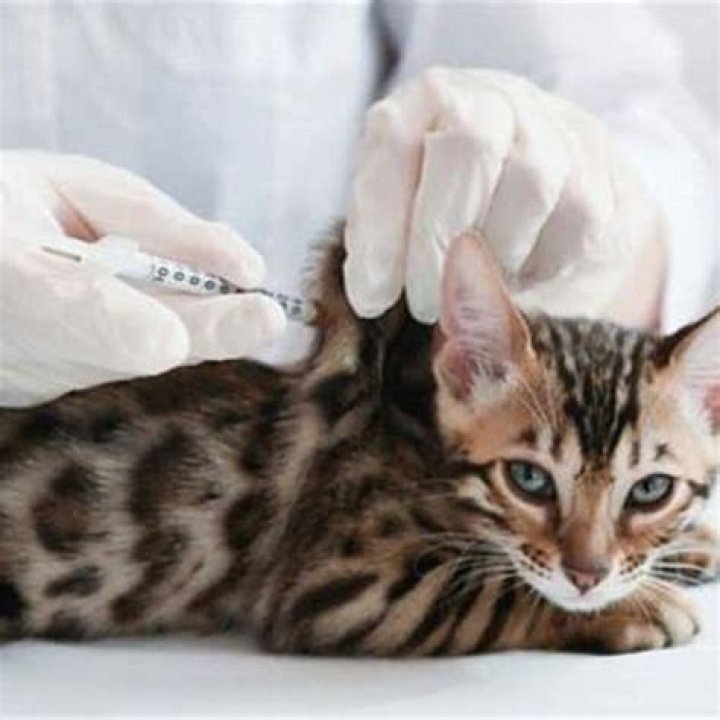 How do indoor cats get UTI?