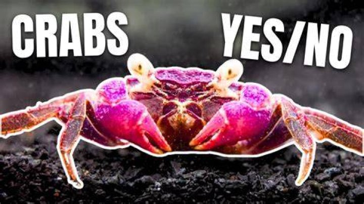 How do know if you have crabs?