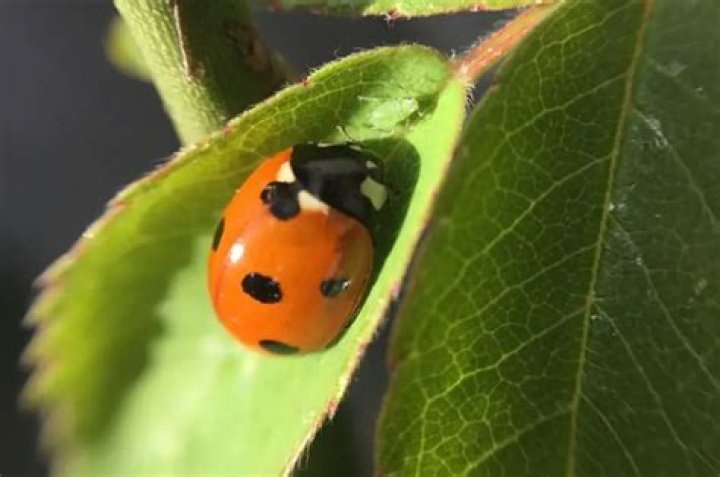 How do ladybugs sleep?