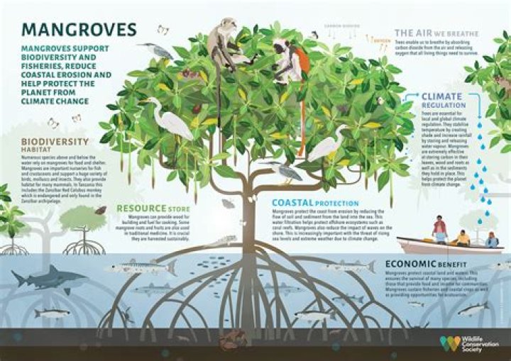 How do mangroves benefit humans?