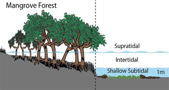How do mangroves forest helps in the intertidal and estuarine ecosystem?