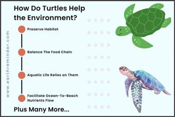 How do sea turtles help the environment?