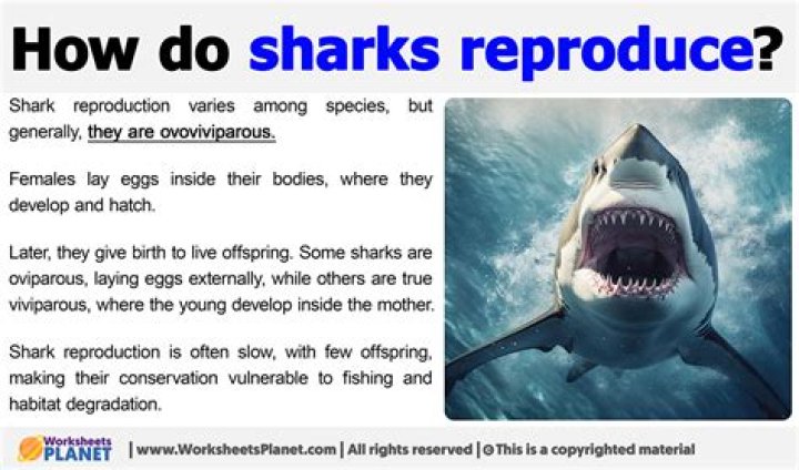 How do sharks asexually reproduce?