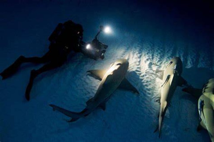 How do sharks sleep?