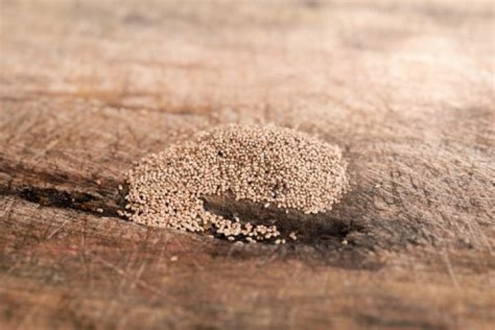 How do termite eggs look like?