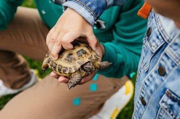 How do tortoises show affection?