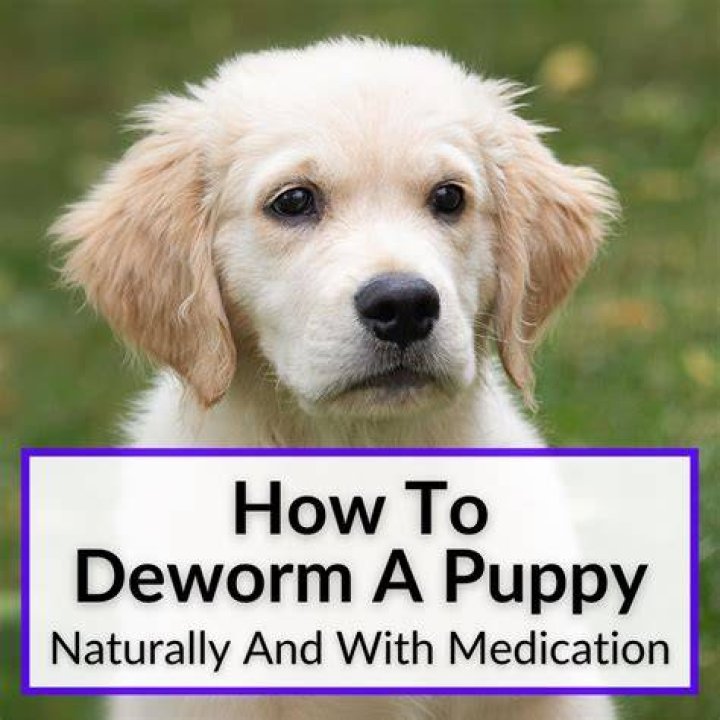 How do vets deworm dogs?