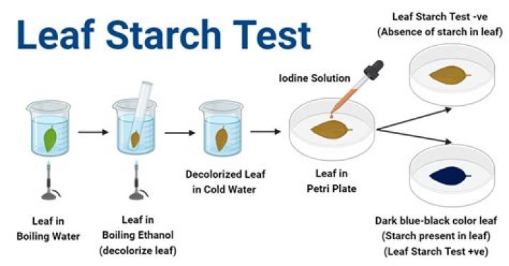 How do we test the presence of starch in leaves?