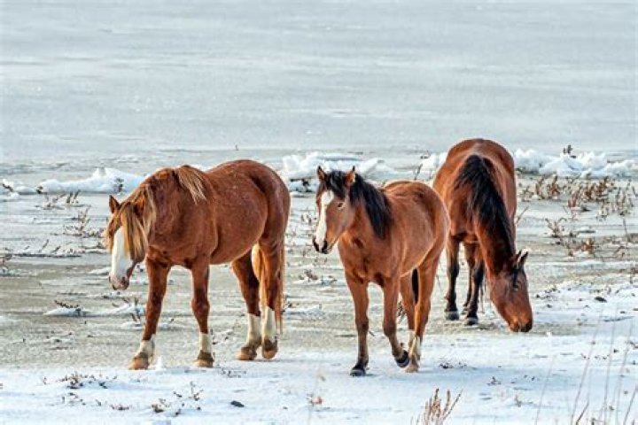 How do wild horses survive winter?