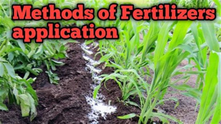 How do you apply ginger fertilizer?