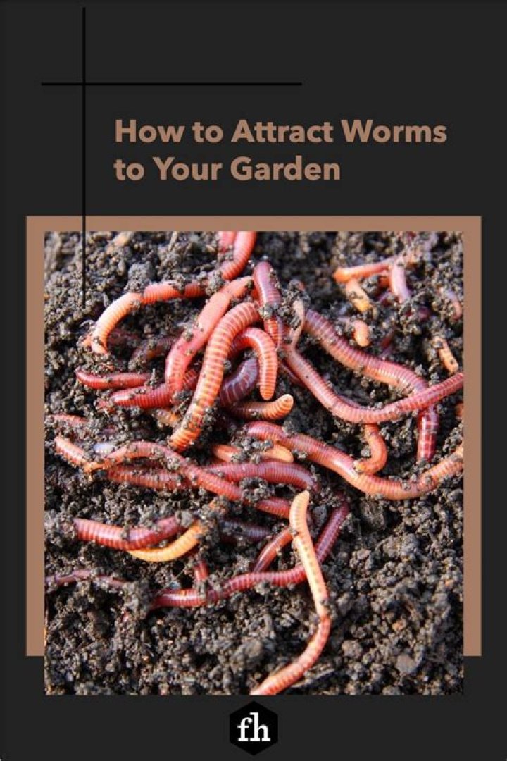 How do you attract worms to the surface?