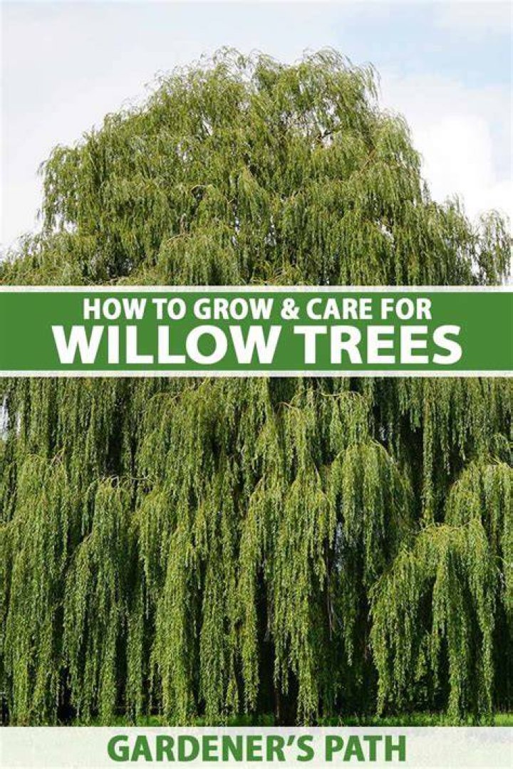 How do you care for a potted willow tree?