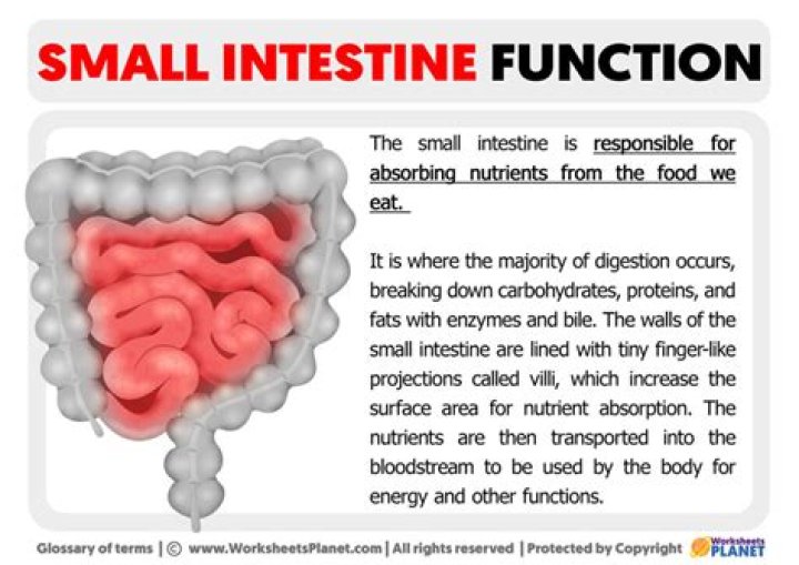 How do you check the small intestine?