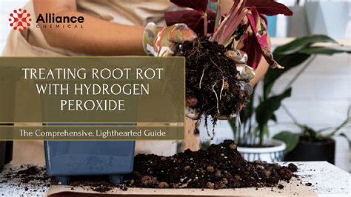 How do you clean plant roots with hydrogen peroxide?
