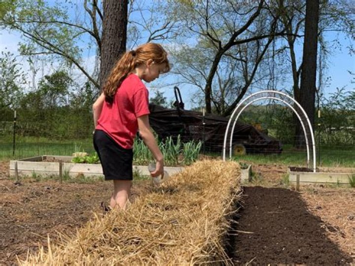 How do you condition a straw bale with blood meal?