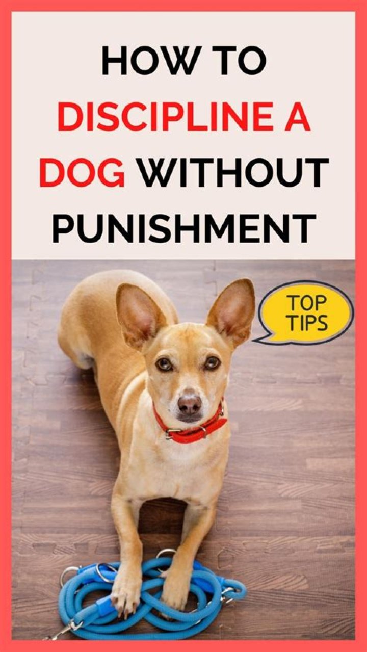 How do you discipline a dog that won't listen?