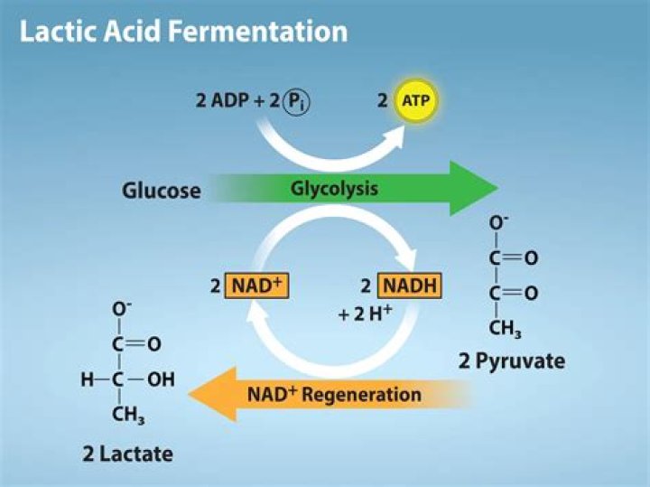 How do you drain lactic acid from cycling legs?