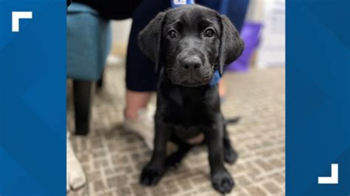 How do you entertain a 10 week old puppy?