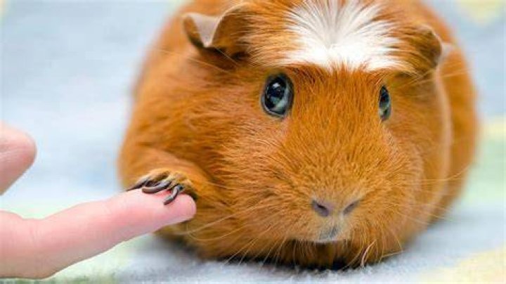 How do you entertain a guinea pig?