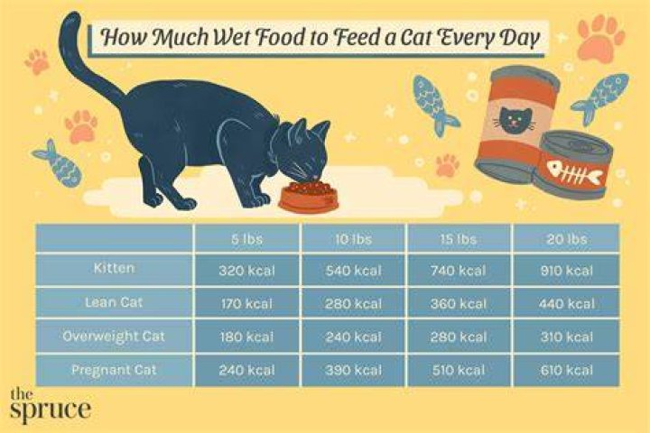 How do you feed a cat?