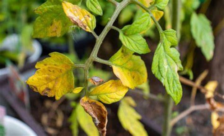 How do you fix yellow leaves on tomato plants?