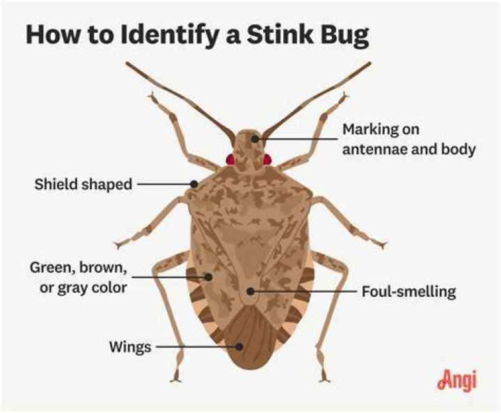 How do you flush stink bugs?