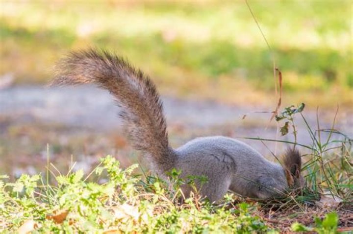 How do you get close to a squirrel?