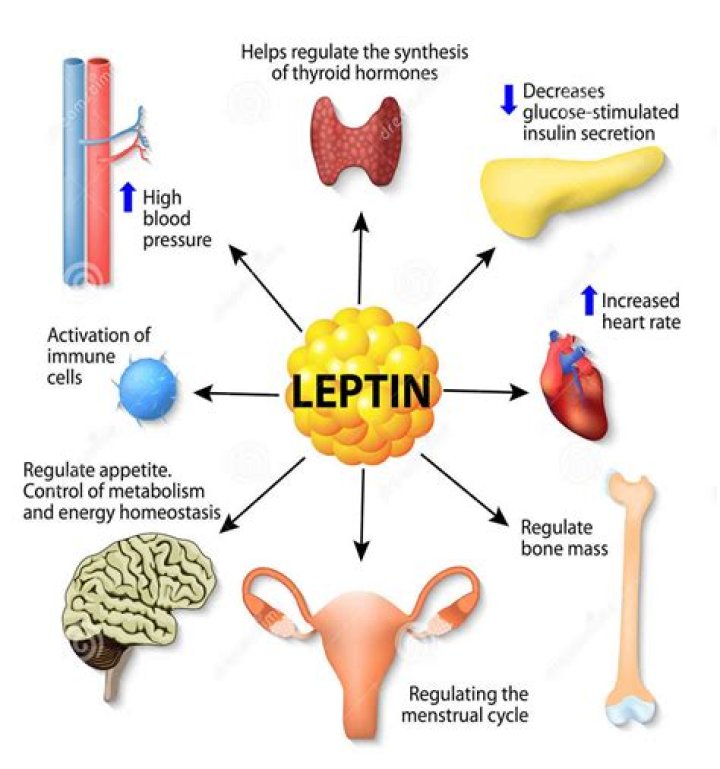 How do you get leptin?