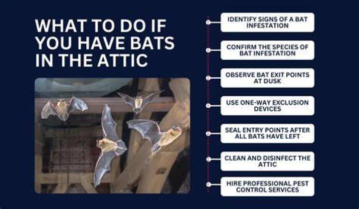 How do you get rid of a bat in the attic?