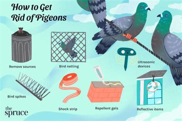 How do you get rid of birds?