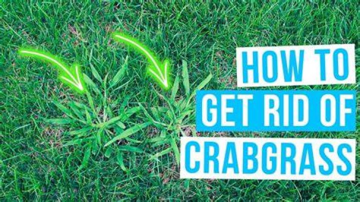 How do you get rid of Kutch grass?