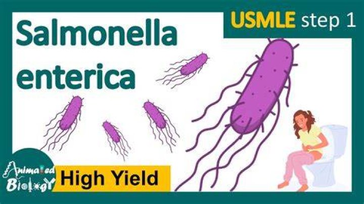 How do you get rid of salmonella fast?