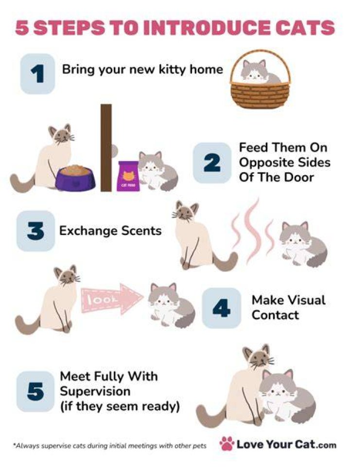 How do you introduce cats to not get along?