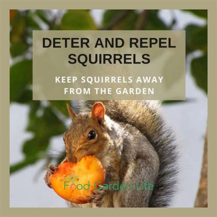How do you irritate squirrels?