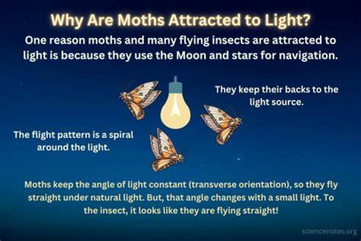 How do you keep moths away at night?