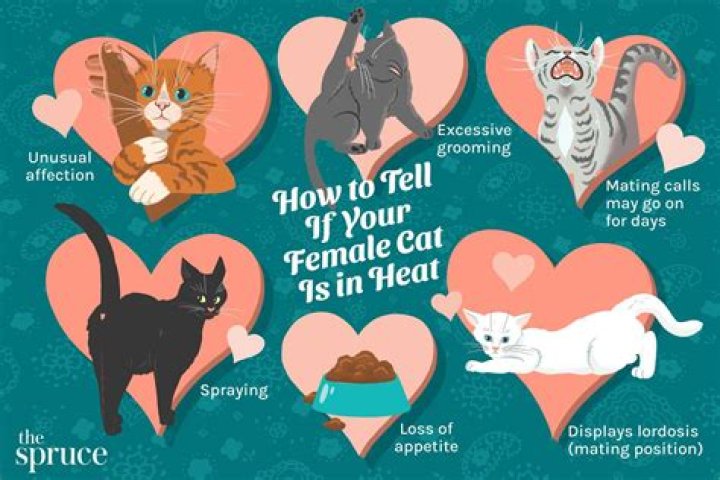 How do you know if a cat is smiling?