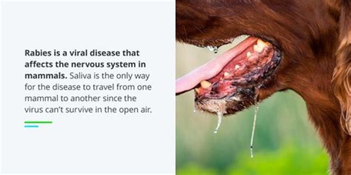 How do you know if an animal has rabies?